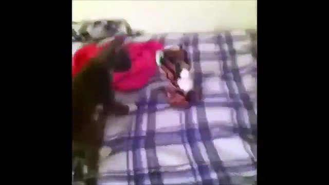 Funny Video- Funny Cats Video - Funny Cat Videos Ever - Funny Animals Funny Fails?syndication=228326