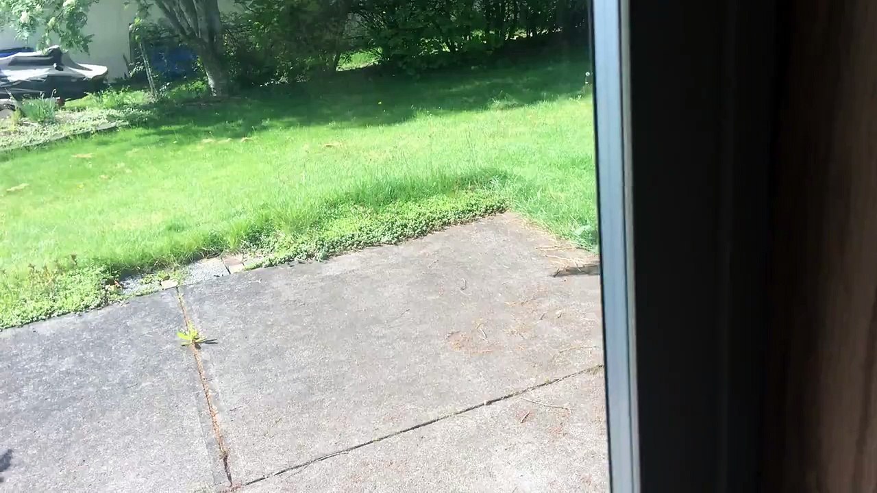 Bailey the Cat Comes Running on Command