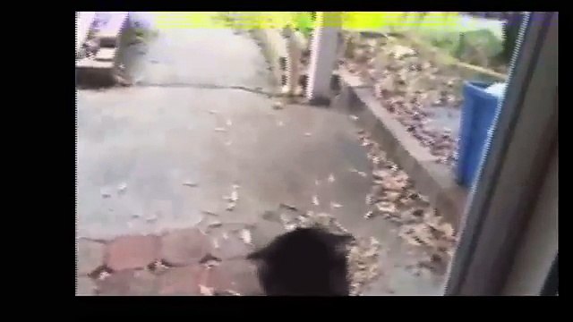 Funny Videos- Funny Cats Video - Funny Cat Videos Ever - Funny Animals Funny Fails?syndication=228326