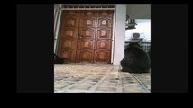 Funny Videos- Funny Cats Video - Funny Cat Videos Ever - Funny Animals Funny Fails?syndication=228326