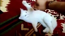 Funny Videos - Funny Cats Video - Funny Cat Videos Ever - Funny Animals Funny Fails?syndication=228326
