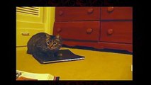 Funny Videos- Funny Cats Video - Funny Cat Videos Ever - Funny Animals Funny Fails?syndication=22832