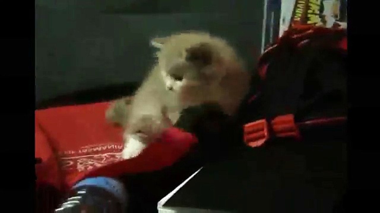 Funny Videos - Funny Cats Video - Funny Cat Videos Ever - Funny Animals Funny Fails?syndication=228326