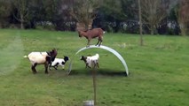 Funny Videos dancing goat Family on top of a flexible steel ribbon [PRANK]?syndication=228326
