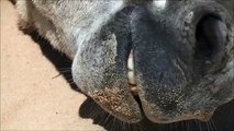 FUNNY VIDEOS, DONKEYS KICKING, JEALOUS DONKEY, FUNNY ANIMALS VIDEOS, CUTE ANIMALS, DONKEYS?syndicati