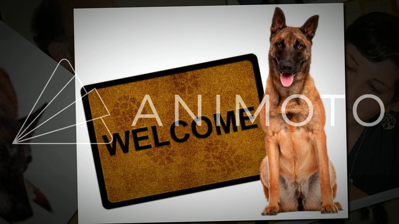 Ttricity Veterinary Hospital