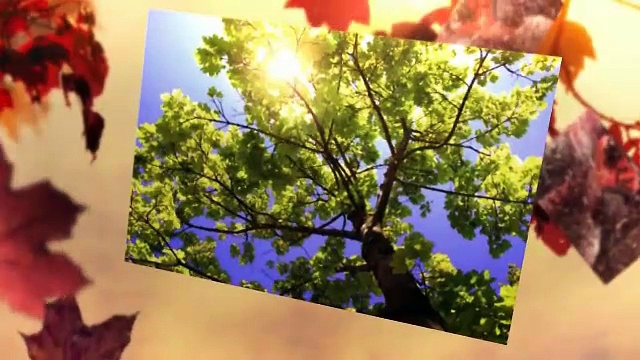 Arlington Tree Service