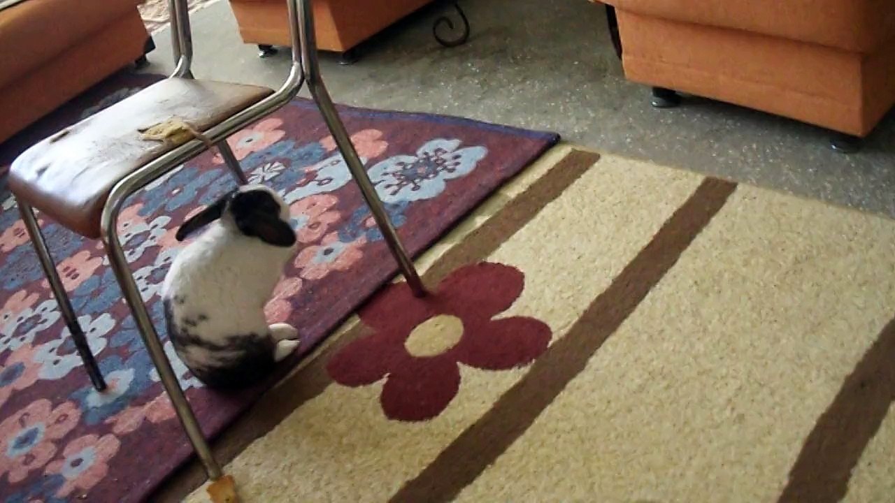 Banyo yapan tavşan ; vecihi