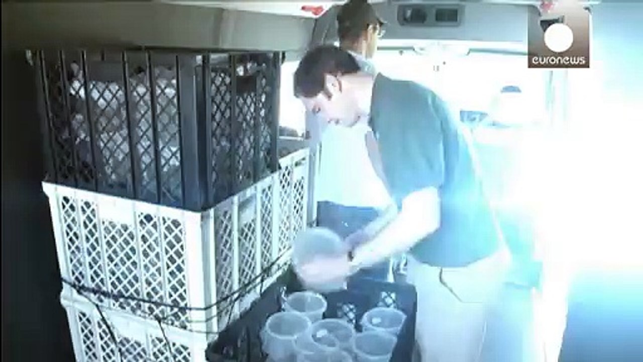 Gentechnisch veränderte mücken gegen denguefieber