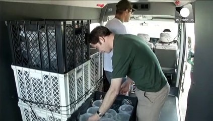 Brezilya'da Dang humması salgınına karşı genetiği değiştirilmiş sivrisinek