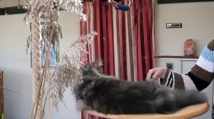 Mit der Katze Gassi gehen