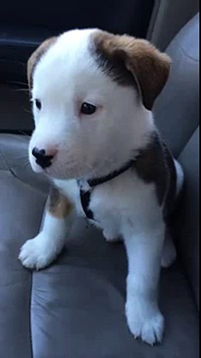 Puppy Hiccups Too Cute Puppy Doesn;t Understand Hiccups!