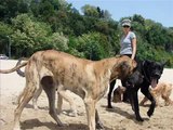 Great Dane & Irish wolfhound & cocker and yorkshire terrier