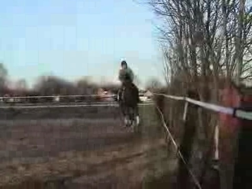 Sunrise movie Dutch gelding horse