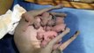 sphynx cat Olivia, litter 12 - feeding and grooming her 7 newborn kittens - Канадский сфинкс