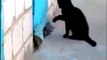 Cat Rescues Dog Trapped Behind Door 2014 FUNNY PETS FUNNY DOG AND CAT