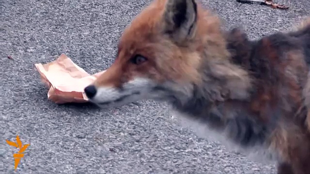 Hungry Fox In Chernobyl Make A Monster Sandwich