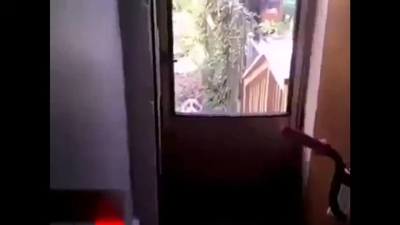 Cat talking to it's human