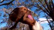 TerraMac Boer Goats, Australia