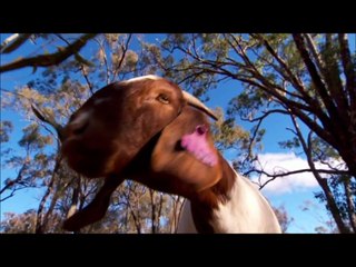 TerraMac Boer Goats, Australia