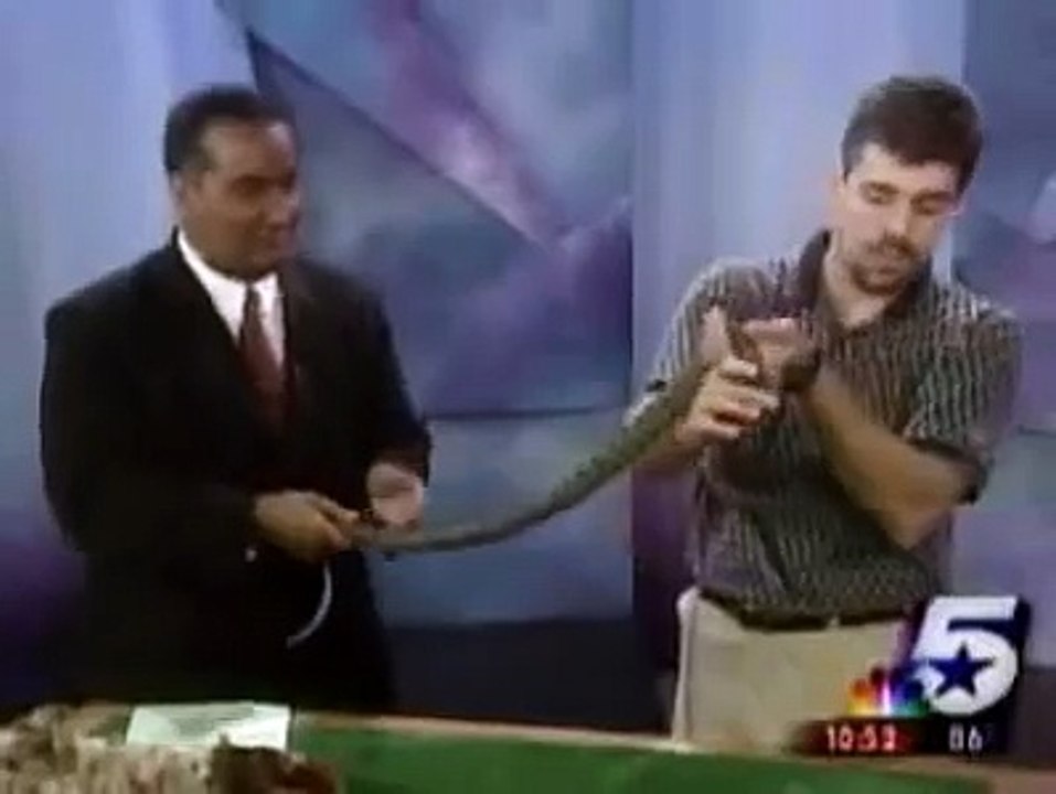 lizard jumps on newscaster