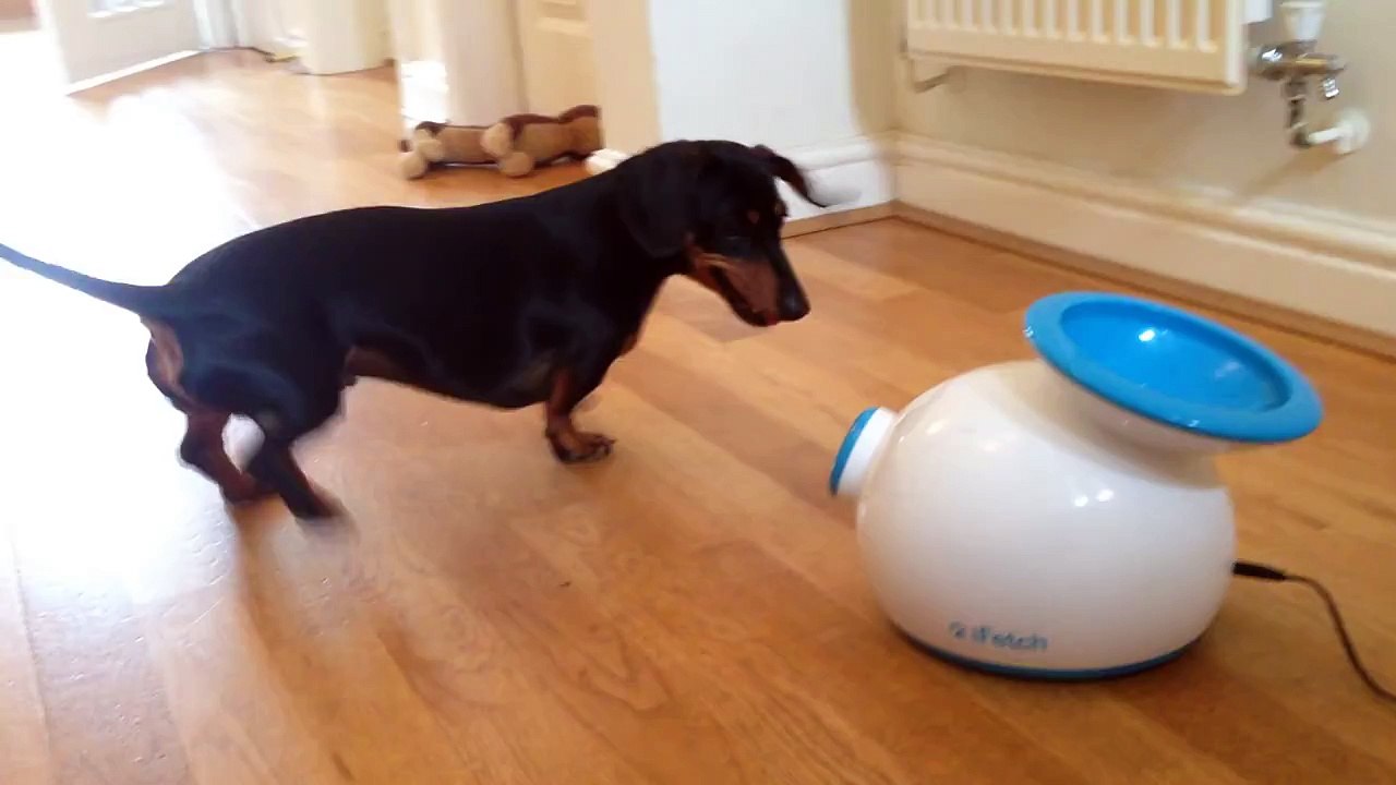 Miniature Dachshund playing fetch with automatic ball launcher video Dailymotion