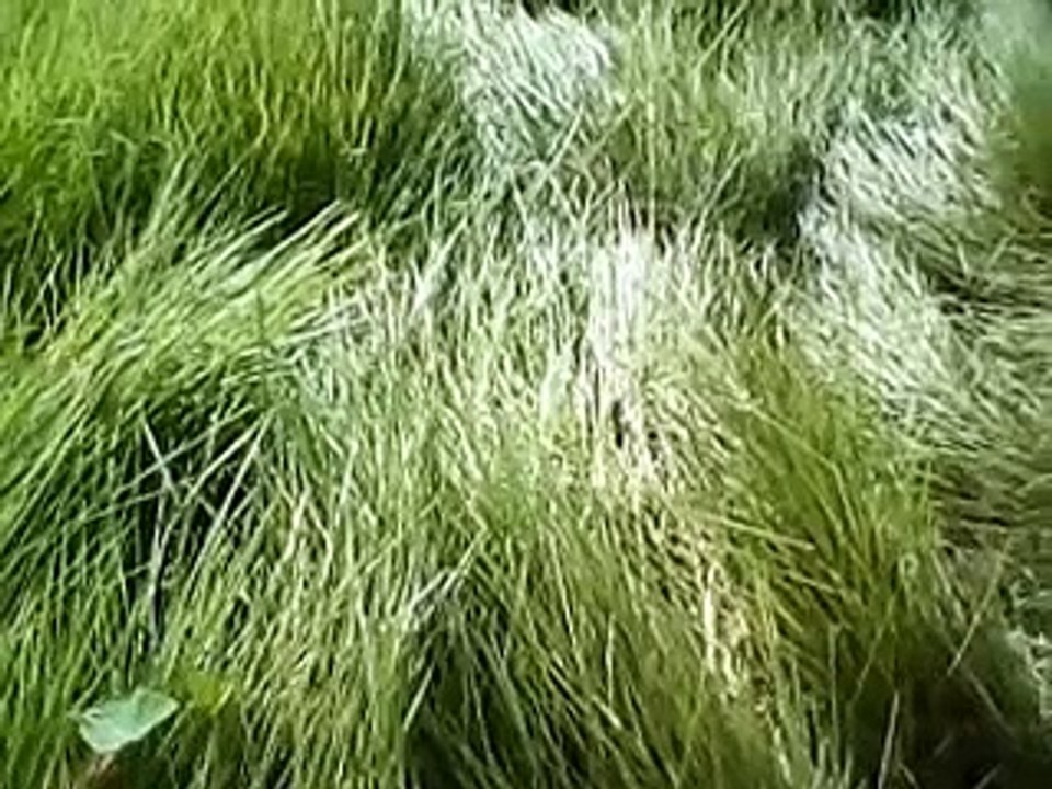 forest in australia