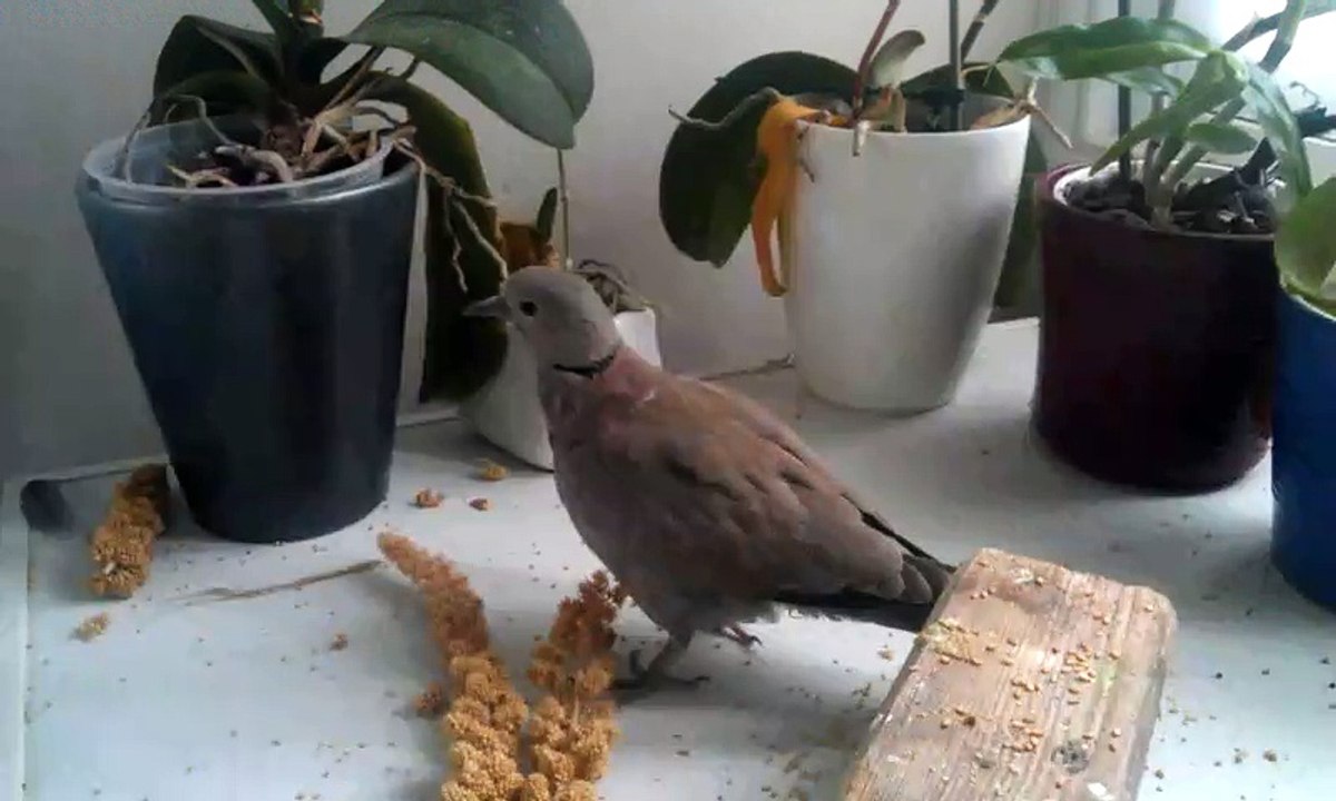 Tourterelle volette vers pot