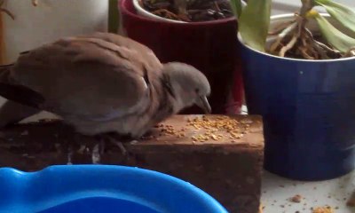 Tourterelle qui mange ses graines