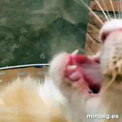 A Cat with an Opera-Voice