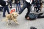 Yere Yatırılan Göstericiye Şefkat Gösteren Köpeğe Polisten Tekme