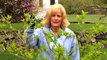 Tips on Pruning Hydrangeas : Gardening Tips