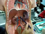 The Secrets of The Circulatory System - Human Anatomy Step By Step