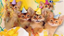 Petits chatons qui chantent Happy Birthday song [HD]