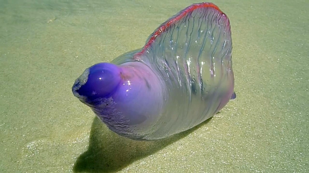 L'Animal le plus Bizarre du Monde
