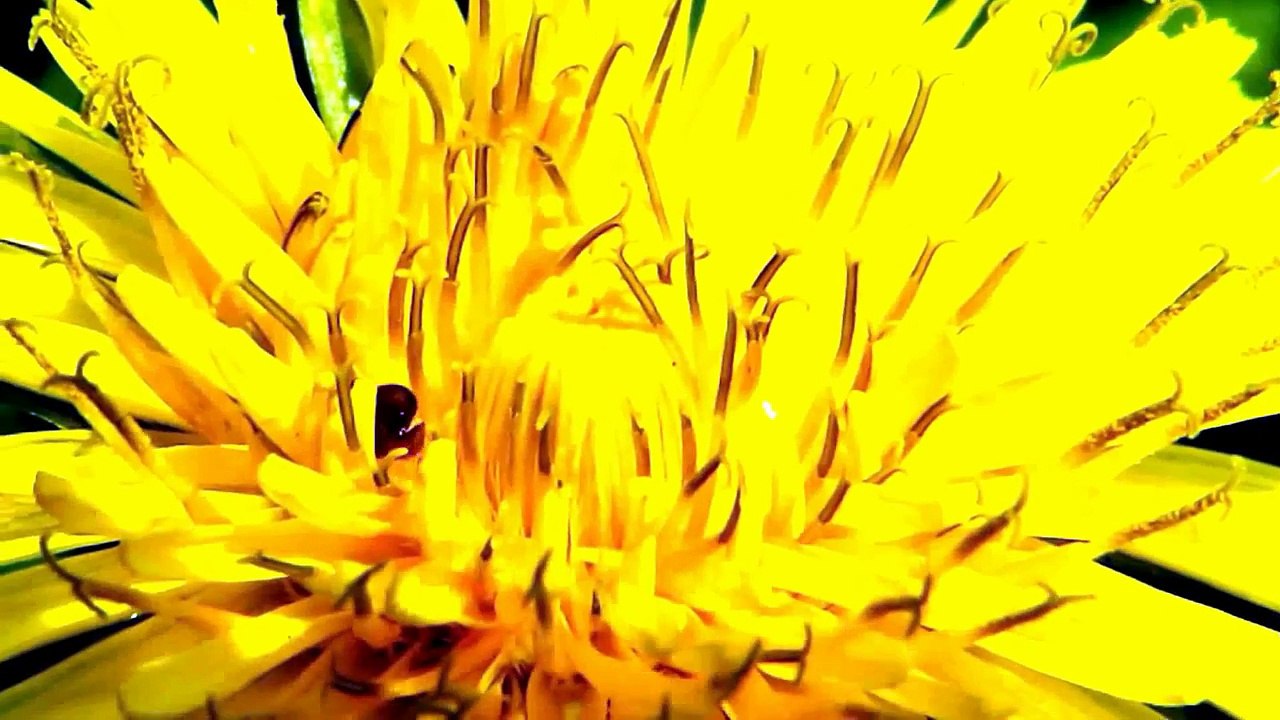 MONSTER BUG WARS-ANT AS POLLINATOR