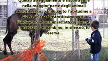 Gli animali nei circhi italiani - Ottobre 2012 - riprese dall'inferno | TerrAnomala