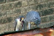 Peregrine Falcons in Utica New York