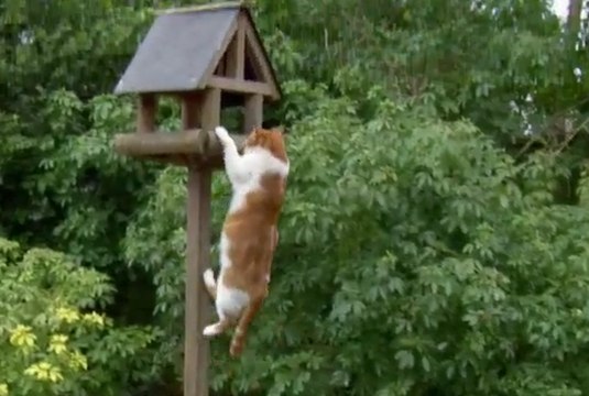 Küçük Kediler-1 - Dailymotion Video