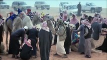 Camel Racing IN Saudi Arabia - Tabouk | Short Video | سباق الهجن بمنطقة تبوك