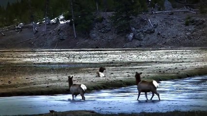 How Wolves Change Rivers