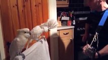 These Cockatoos are huge Elvis fans