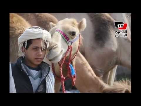 حركة البيع والشراء في سوق المواشي ببنها