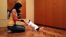 Jack Russell Terrier - Sony 1