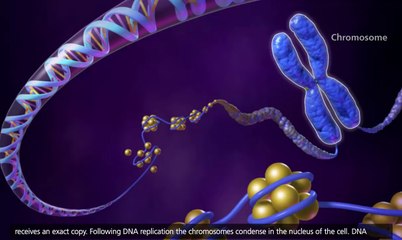 Cell Cycle and Mitosis [3D Animation]