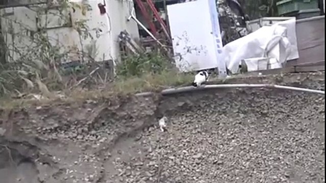 Une maman chat sauve son chaton