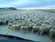 Un énorme troupeau de moutons traverse une route (Chili)