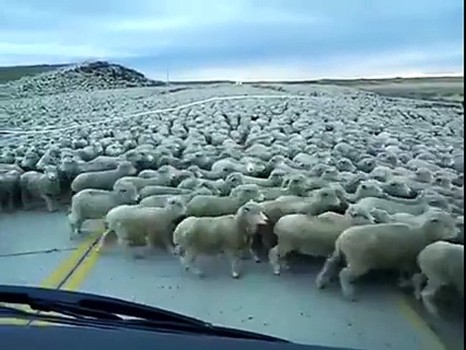 Un énorme troupeau de moutons traverse une route (Chili)