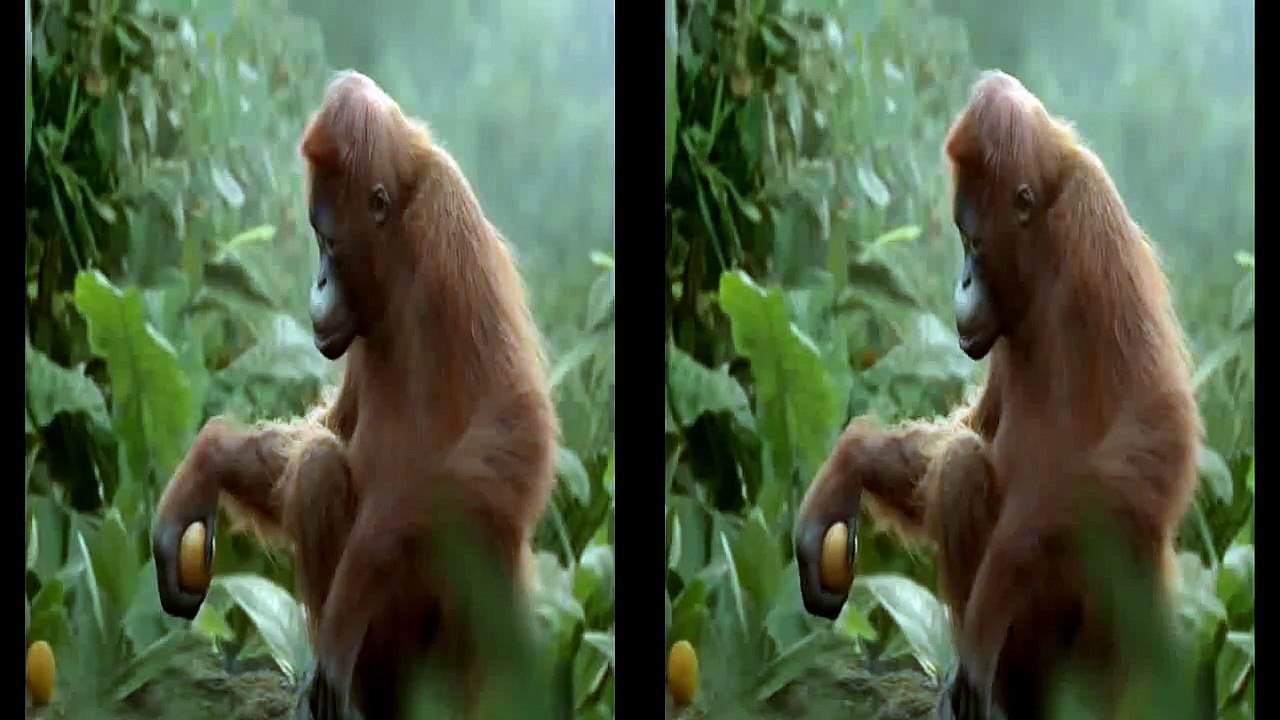 Funny Monkey Dance