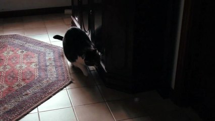 FUNNY CAT CHASES PLASTIC CORK